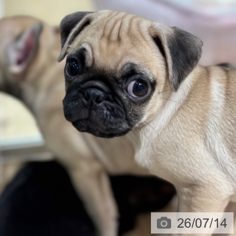 大阪府のパグ (ペットプラス イオン大日店/2026年5月8日生まれ/男の子/フォーン)の子犬の3枚目の画像