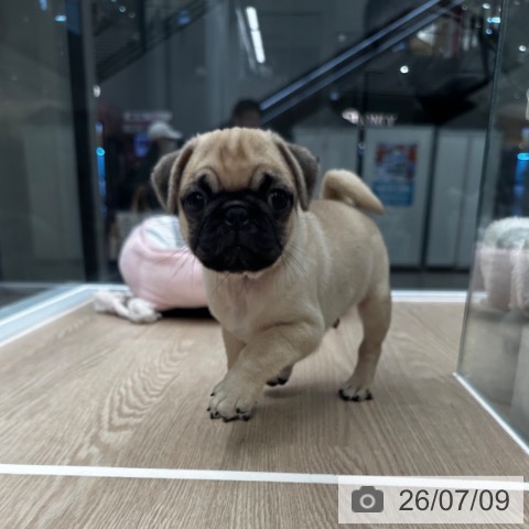 京都府のパグ (ペットプラス 京都桂川店/2026年5月8日生まれ/男の子/フォーン)の子犬の4枚目の画像