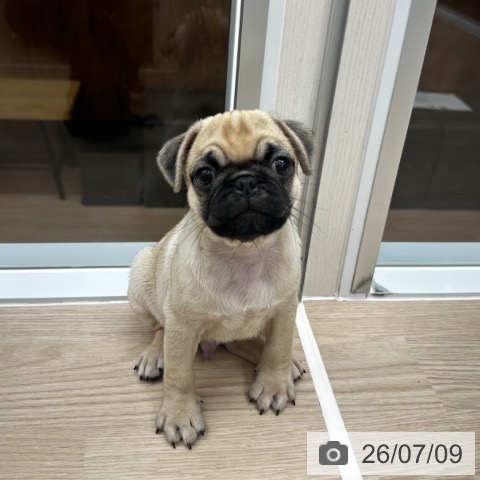 京都府のパグ (ペットプラス 京都桂川店/2026年5月8日生まれ/男の子/フォーン)の子犬の3枚目の画像