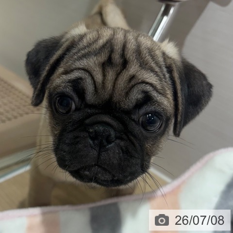 パグの写真