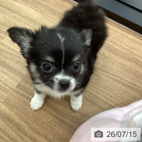 茨城県のチワワ(ロング) (ペッツワン つくば店/2026年5月8日生まれ/男の子/ブラックホワイトタン)の子犬の3枚目の画像