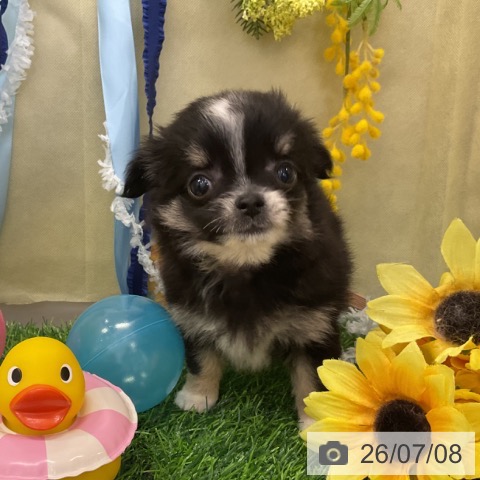 チワワの写真