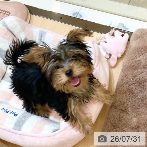 新潟県のヨークシャーテリア (ペットプラス 新潟亀田インター店/2026年4月20日生まれ/男の子/スチールブルータン)の子犬の3枚目の画像