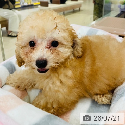 新潟県のトイプードル(トイ) (ペットプラス 新潟青山店/2026年4月26日生まれ/男の子/オレンジフォーン)の子犬の3枚目の画像