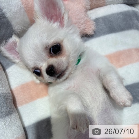 チワワの写真