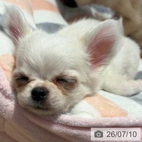 チワワの写真