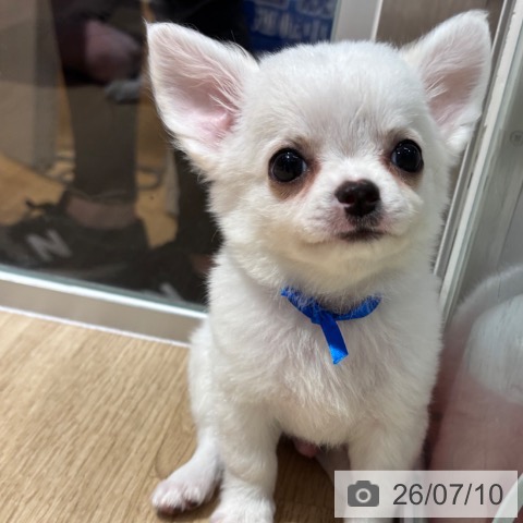 チワワの写真