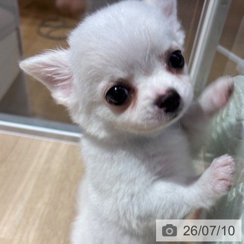 チワワの写真