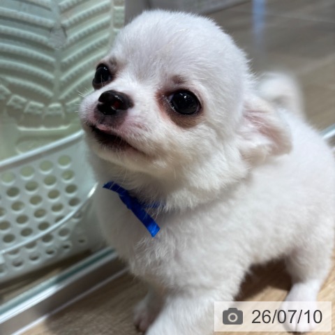 チワワの写真