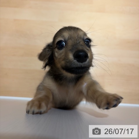 奈良県のカニンヘンダックスフンド(ロング) (ペットプラス 大和郡山店/2026年5月11日生まれ/男の子/シェーデットイエロー)の子犬の4枚目の画像