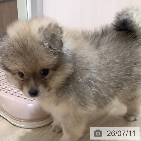 ポメラニアンの写真