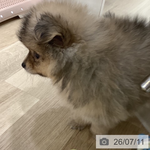 ポメラニアンの写真