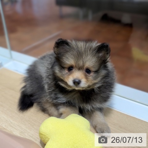 大阪府のポメラニアン (ペットプラス りんくう泉南店/2026年5月10日生まれ/男の子/ウルフセーブル)の子犬の4枚目の画像