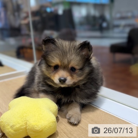 大阪府のポメラニアン (ペットプラス りんくう泉南店/2026年5月10日生まれ/男の子/ウルフセーブル)の子犬の3枚目の画像
