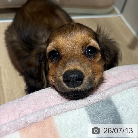 兵庫県のカニンヘンダックスフンド(ロング) (ペットプラス 神戸三宮店/2026年5月11日生まれ/女の子/シェーデットイエロー)の子犬の4枚目の画像