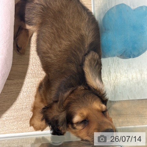 兵庫県のカニンヘンダックスフンド(ロング) (ペットプラス 神戸三宮店/2026年5月11日生まれ/女の子/シェーデットイエロー)の子犬の3枚目の画像