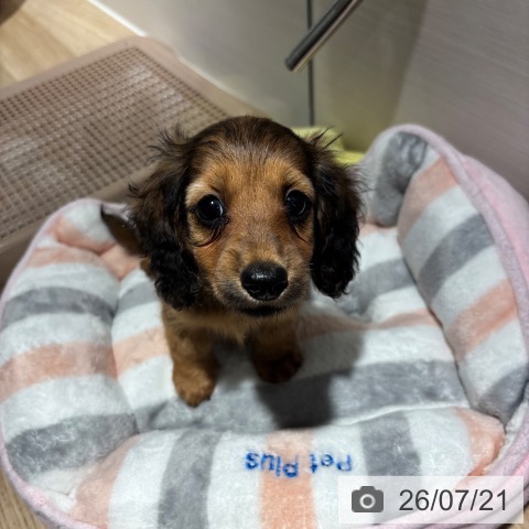 兵庫県のカニンヘンダックスフンド(ロング) (ペットプラス 神戸三宮店/2026年5月11日生まれ/女の子/シェーデットイエロー)の子犬の4枚目の画像