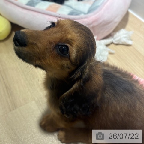 兵庫県のカニンヘンダックスフンド(ロング) (ペットプラス 神戸三宮店/2026年5月11日生まれ/女の子/シェーデットイエロー)の子犬の3枚目の画像