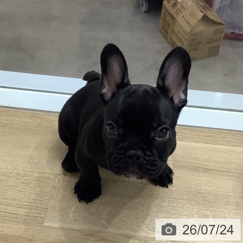 フレンチ・ブルドッグの写真