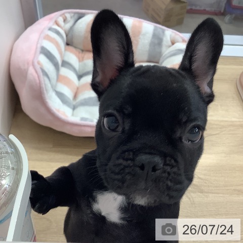 兵庫県のフレンチブルドッグ (ペットプラス 明石店/2026年4月25日生まれ/男の子/ブリンドル)の子犬の3枚目の画像