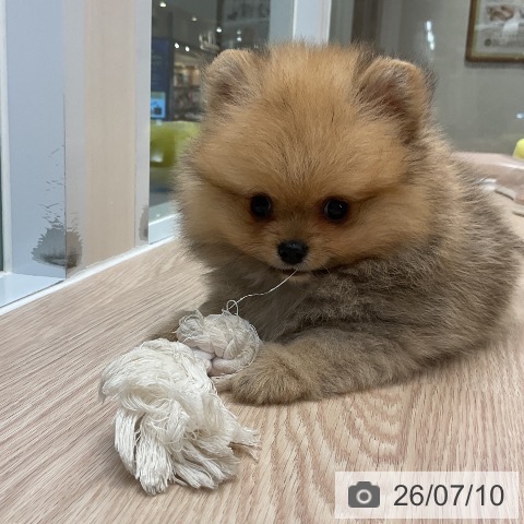 ポメラニアンの写真