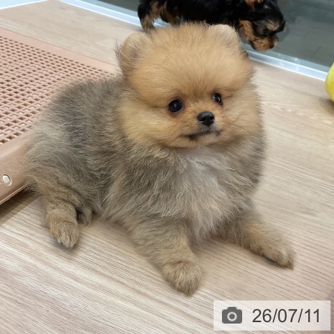 ポメラニアンの写真