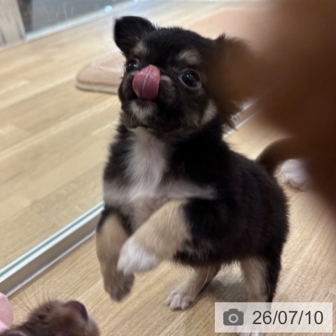 チワワの写真