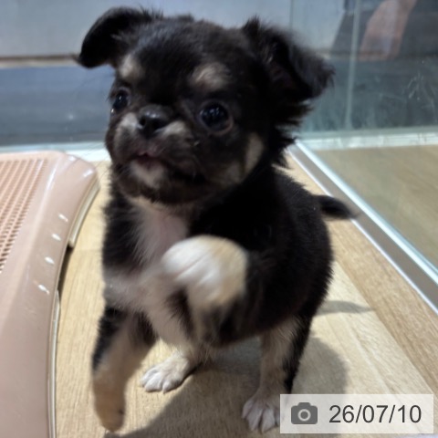 チワワの写真