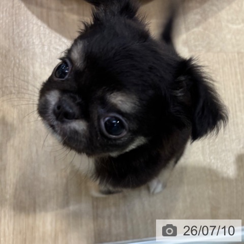 チワワの写真