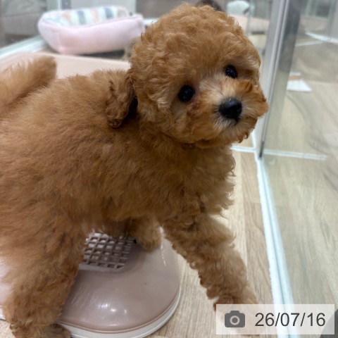 大阪府のトイプードル(トイ) (ペットプラス 鶴見店/2026年5月13日生まれ/男の子/オレンジフォーン)の子犬の3枚目の画像