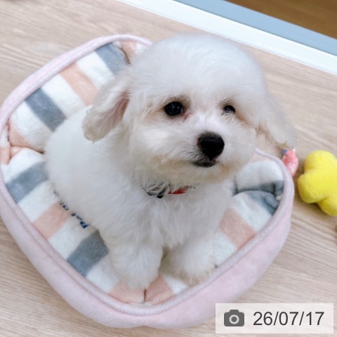 京都府のビションフリーゼ (ペットプラス 京都桂川店/2026年5月12日生まれ/女の子/ホワイト)の子犬の4枚目の画像