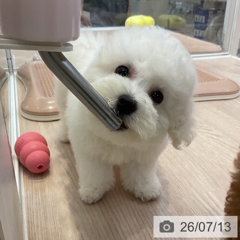 ビション・フリーゼの写真