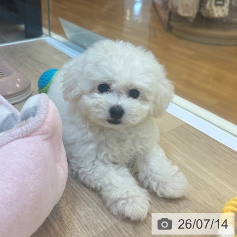 京都府のビションフリーゼ (ペットプラス イオンモールKYOTO店/2026年5月12日生まれ/女の子/ホワイト)の子犬の4枚目の画像