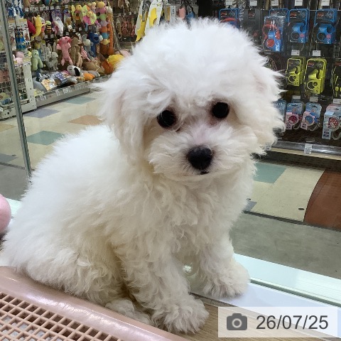 兵庫県のビションフリーゼ (ペットプラス 明石店/2026年5月12日生まれ/女の子/ホワイト)の子犬の3枚目の画像