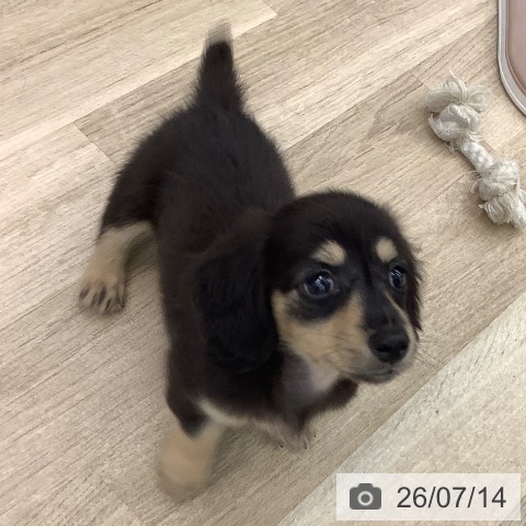ミニチュア・ダックスフンドの写真