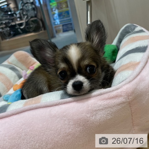チワワの写真