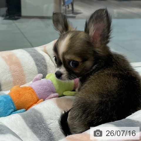 チワワの写真