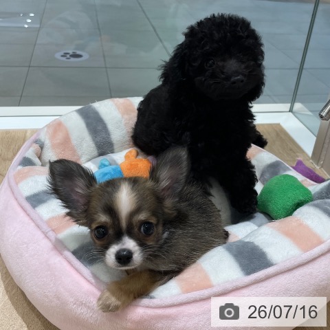 チワワの写真