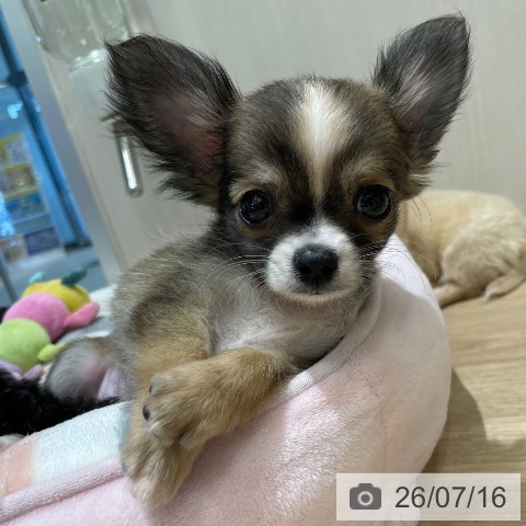 チワワの写真
