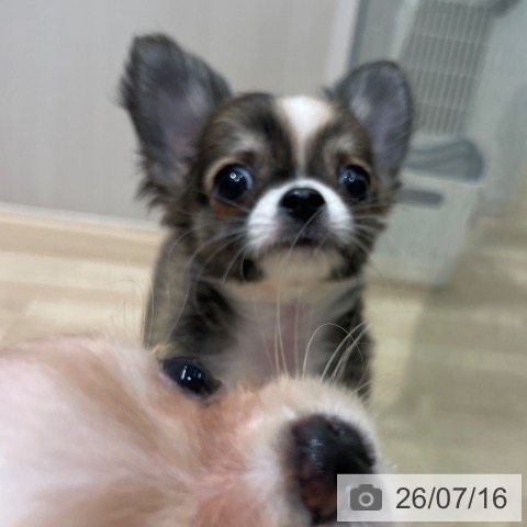 チワワの写真