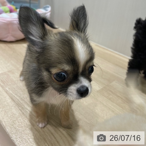 チワワの写真