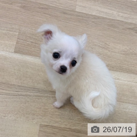 チワワの写真