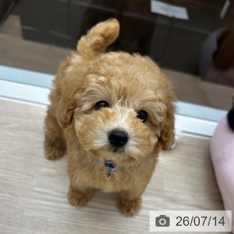 京都府のトイプードル(トイ) (ペットプラス 京都桂川店/2026年5月13日生まれ/男の子/ペールフォーン)の子犬の4枚目の画像