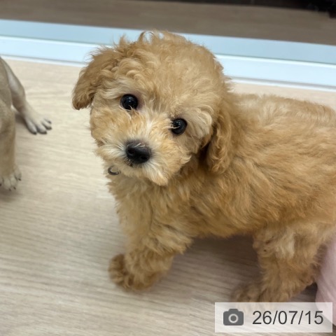 京都府のトイプードル(トイ) (ペットプラス 京都桂川店/2026年5月13日生まれ/男の子/ペールフォーン)の子犬の3枚目の画像