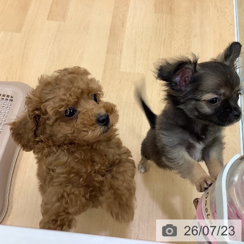 長野県のチワワ(ロング) (ペットプラス 松本店/2026年5月6日生まれ/女の子/フォーンホワイト)の子犬の3枚目の画像