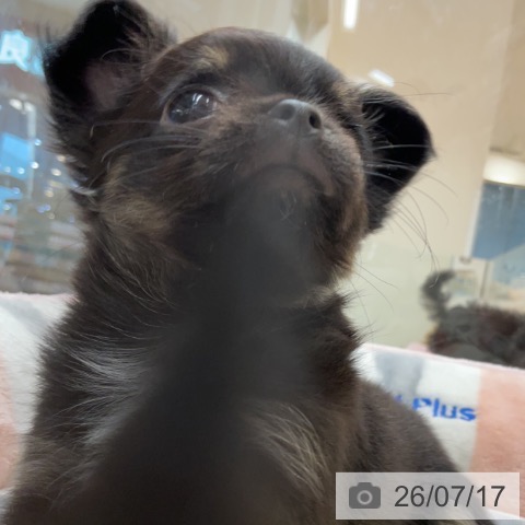 埼玉県のチワワ(ロング) (ペットプラス 浦和美園店/2026年5月5日生まれ/女の子/ブラックタンホワイト)の子犬の4枚目の画像