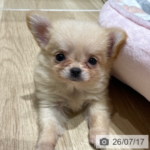 埼玉県のチワワ(ロング) (ペットプラス ららぽーと富士見店/2026年5月13日生まれ/女の子/クリームホワイト)の子犬の4枚目の画像