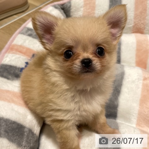 埼玉県のチワワ(ロング) (ペットプラス ららぽーと富士見店/2026年5月13日生まれ/女の子/クリームホワイト)の子犬の3枚目の画像