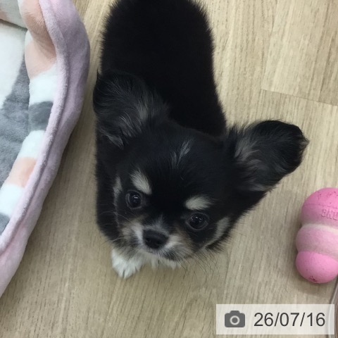福島県のチワワ(ロング) (ペットプラス 福島店/2026年5月12日生まれ/男の子/ブラックタンホワイト)の子犬の3枚目の画像