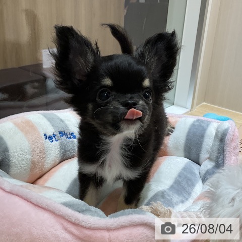 神奈川県のチワワ(ロング) (ペットプラス モザイクモール港北店/2026年5月12日生まれ/男の子/ブラックタンホワイト)の子犬の4枚目の画像